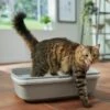 Frisco Sifting Cat Litter Box, Large