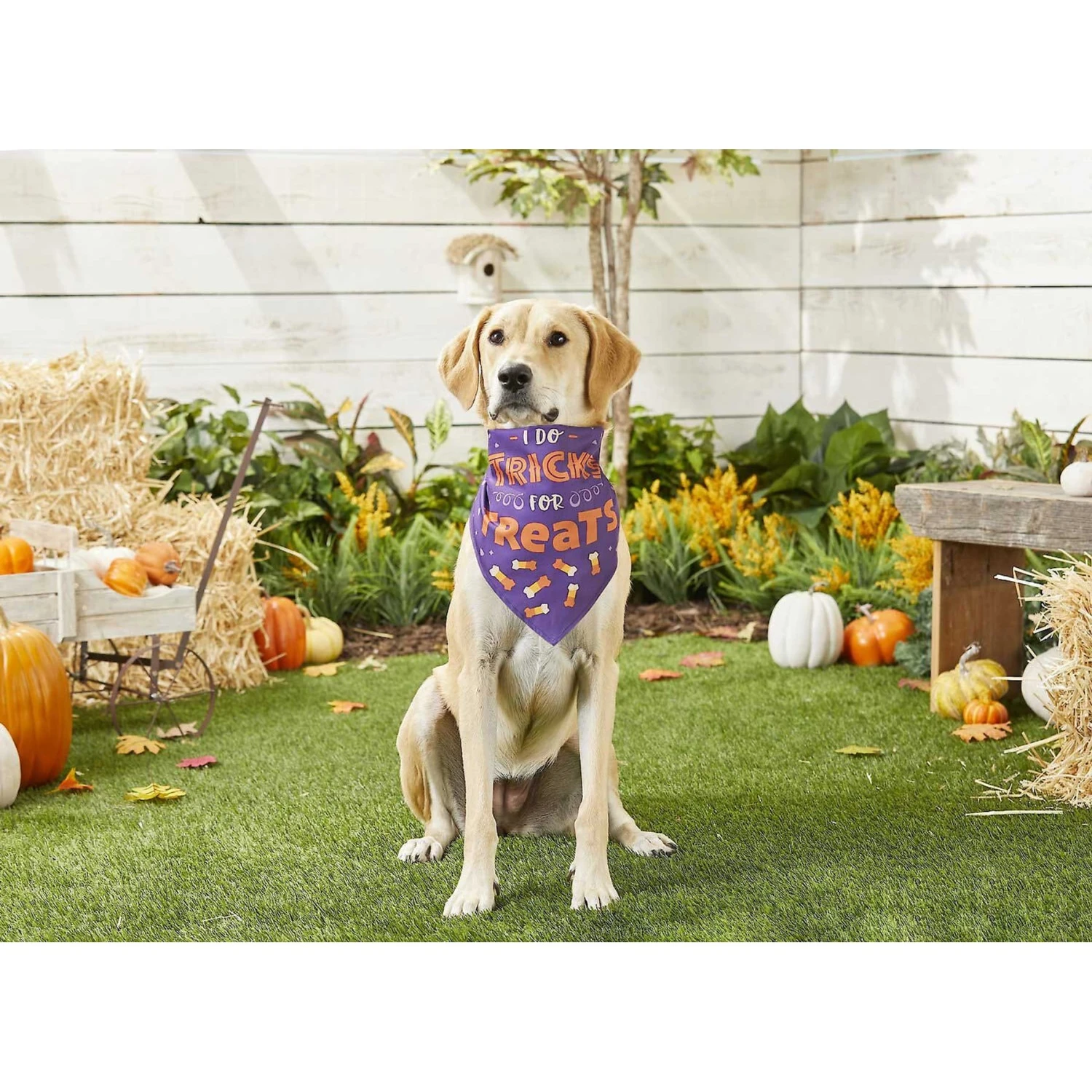 Frisco I Do Tricks For Treats Dog & Cat Bandana - Image 5