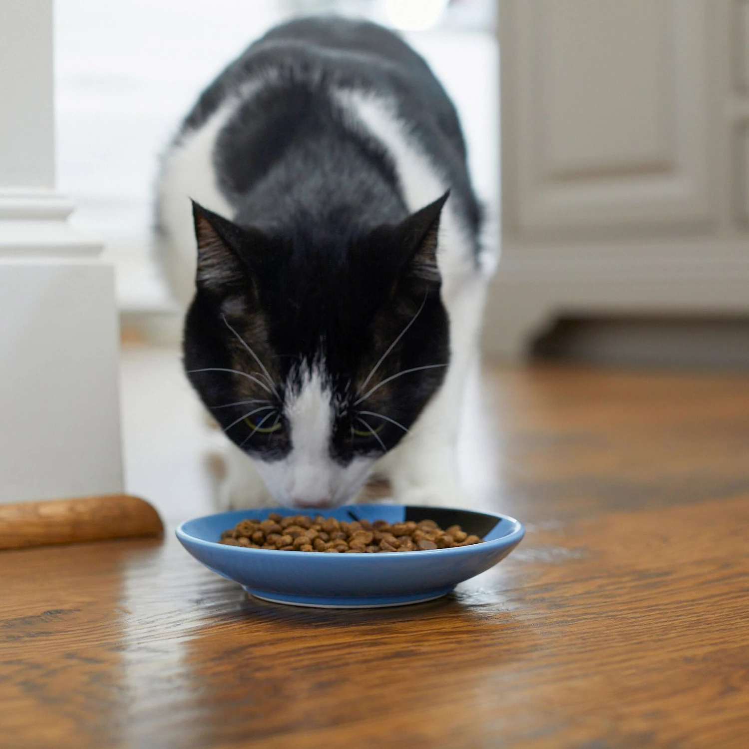 Frisco Cat Face Non-skid Ceramic Cat Dish, Blue - Image 4