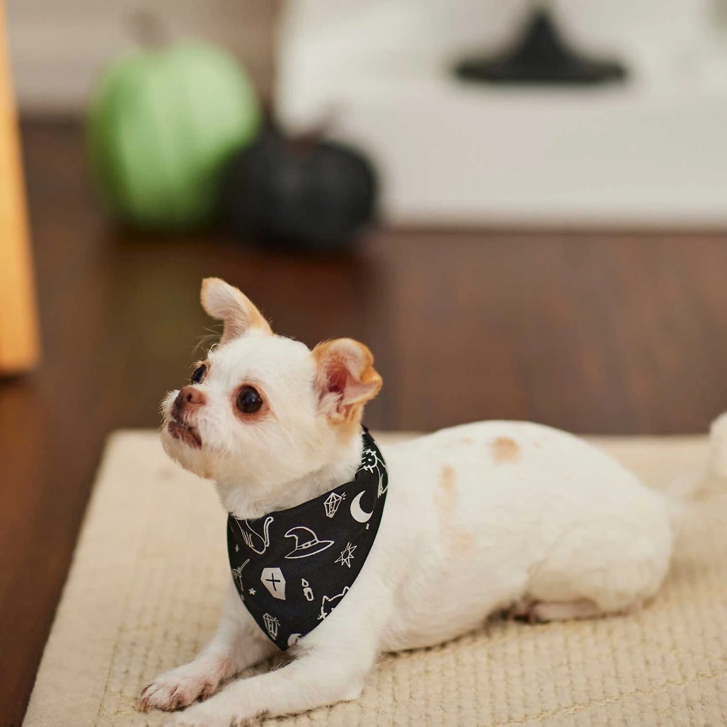 Frisco Glow In The Dark Mystical Print Dog & Cat Bandana - Image 6