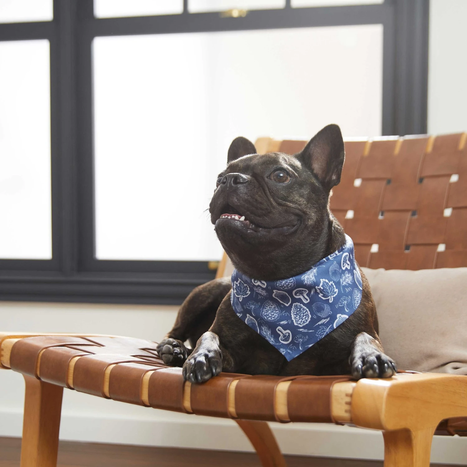 Frisco Fall Vibes Dog & Cat Bandana - Image 6