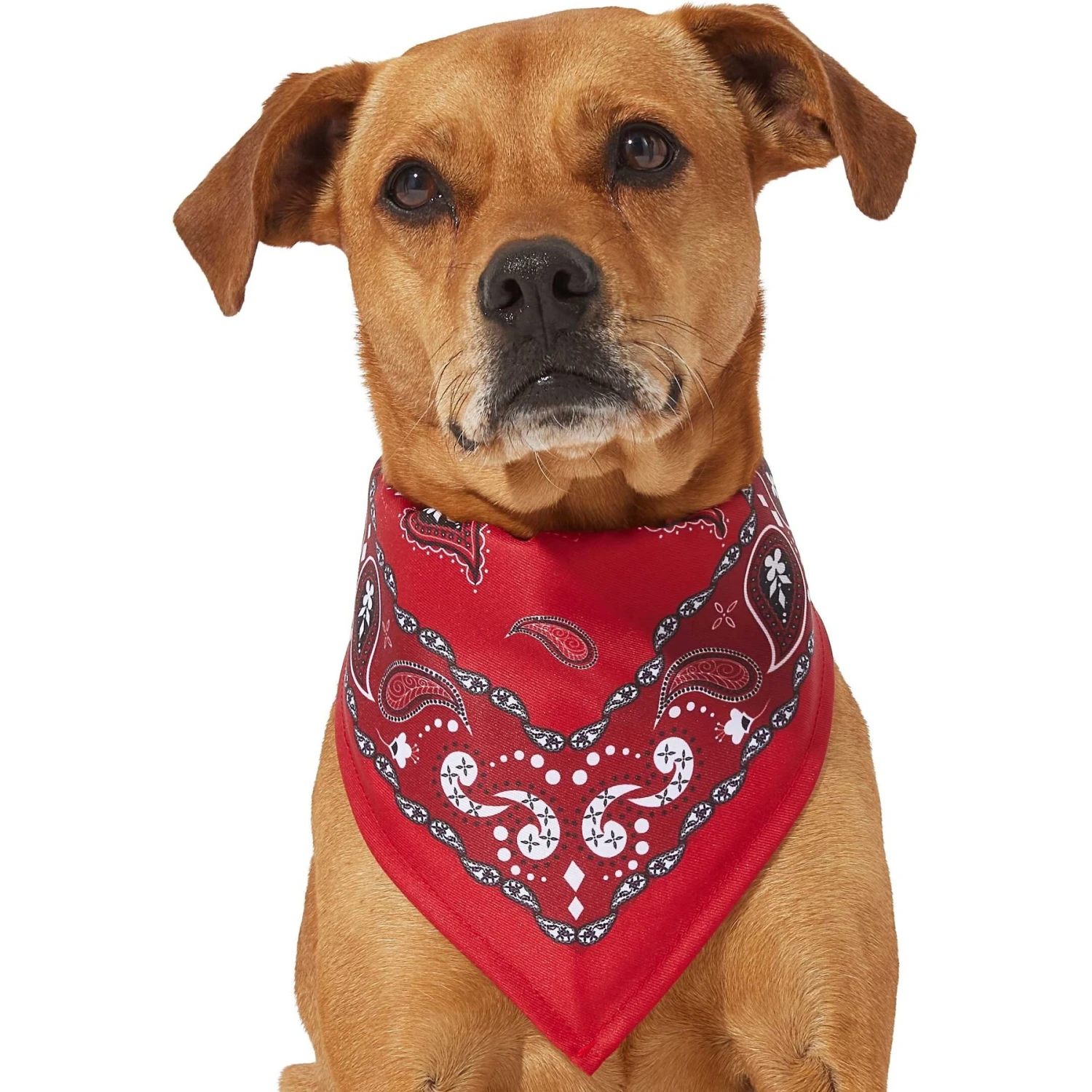 Frisco Red Paisley Dog & Cat Bandana - Image 3