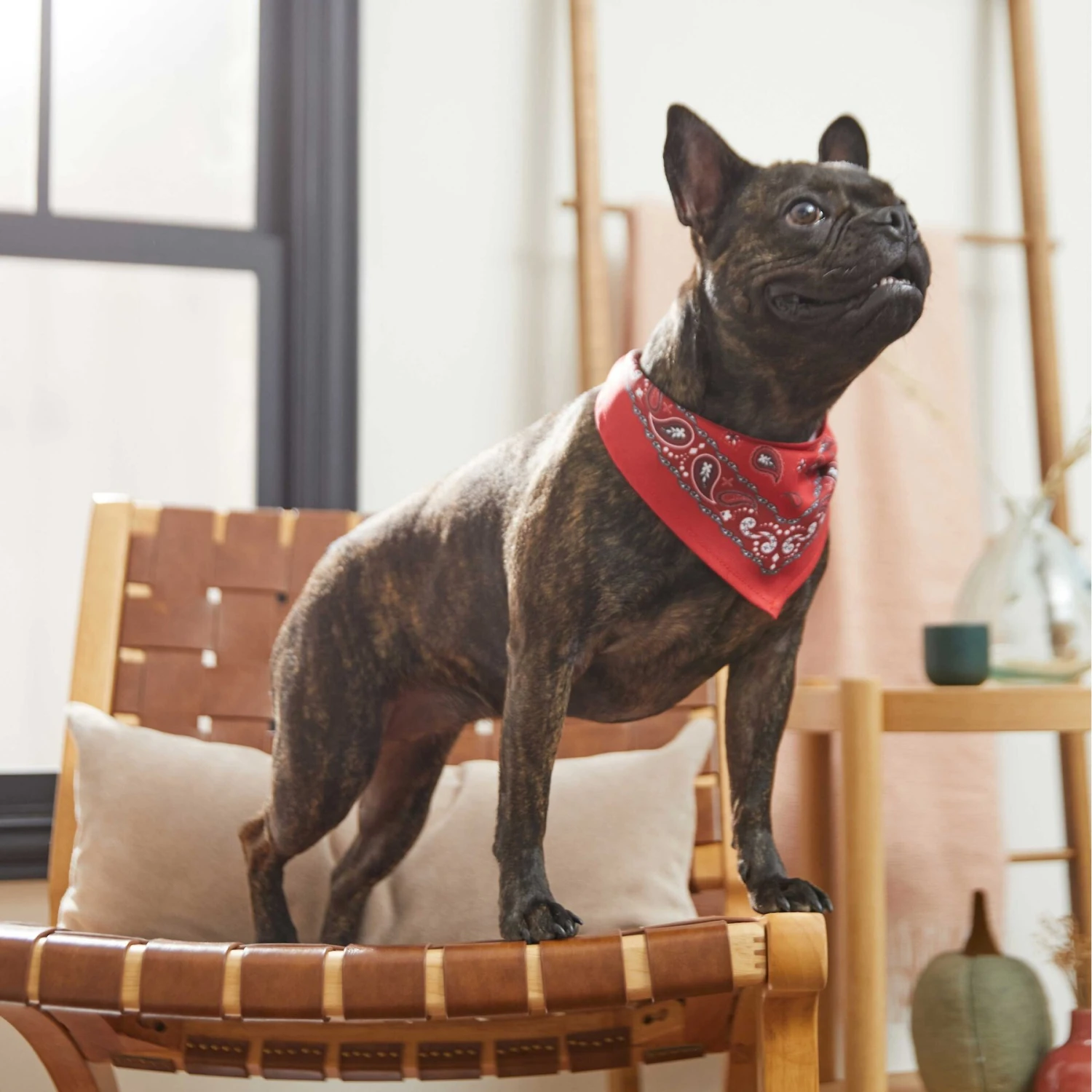 Frisco Red Paisley Dog & Cat Bandana - Image 6