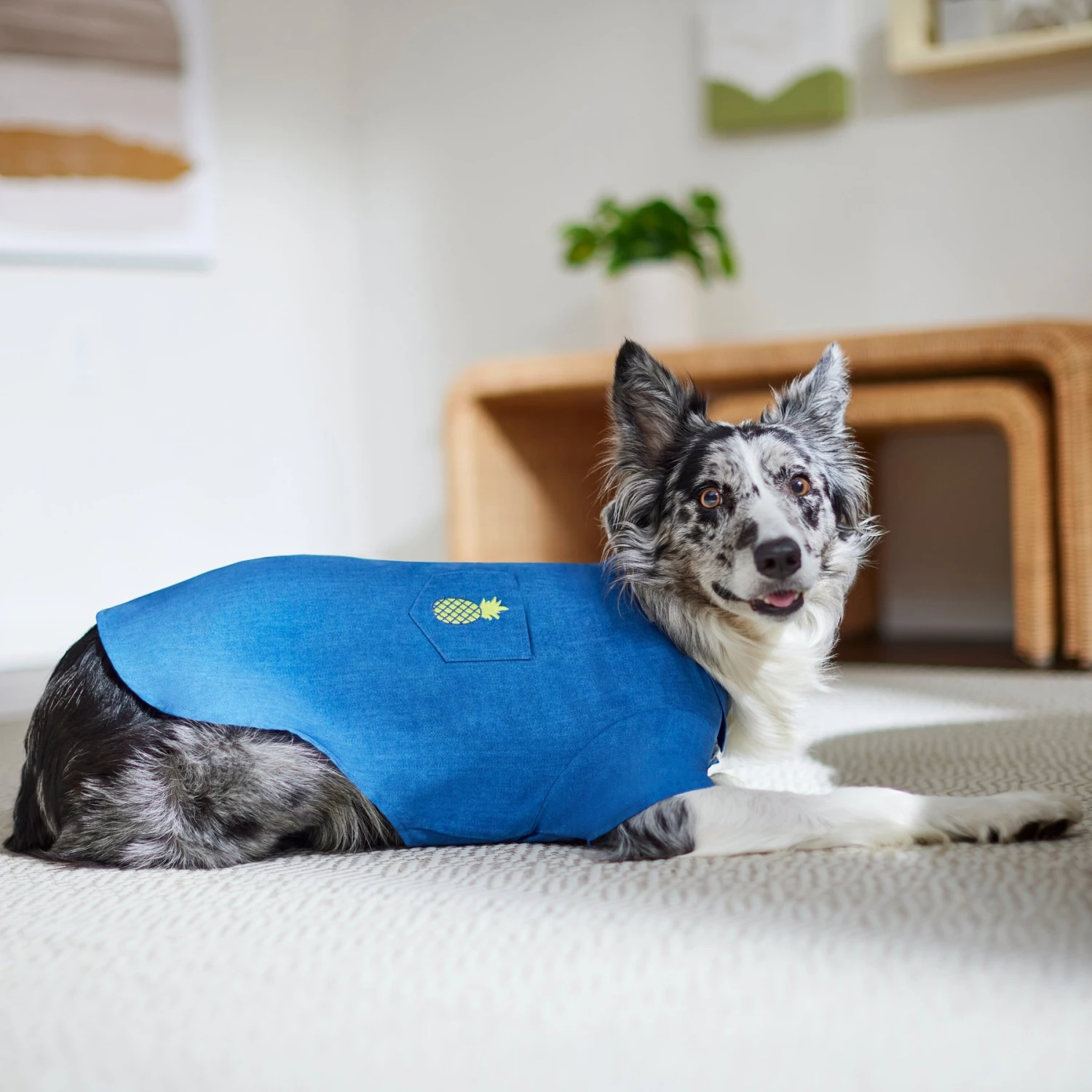 Frisco Chambray Pineapple Dog & Cat Shirt - Image 9