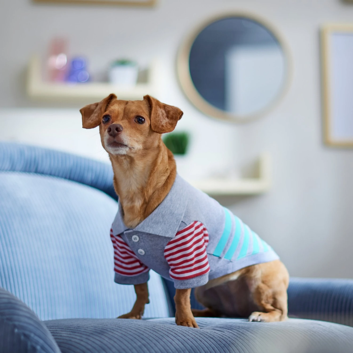 Frisco Striped Polo Dog & Cat Shirt - Image 7