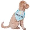 Frisco Party Animal Dog & Cat Bandana