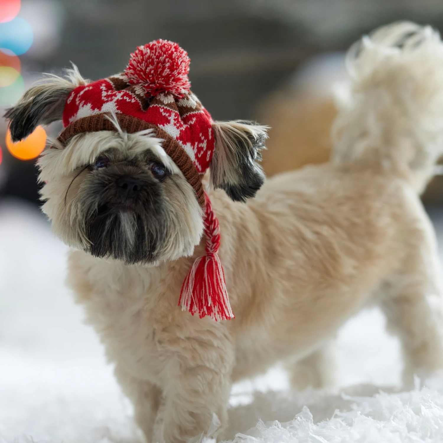 Frisco Reindeer Fair Isle Dog & Cat Pom Hat - Image 5