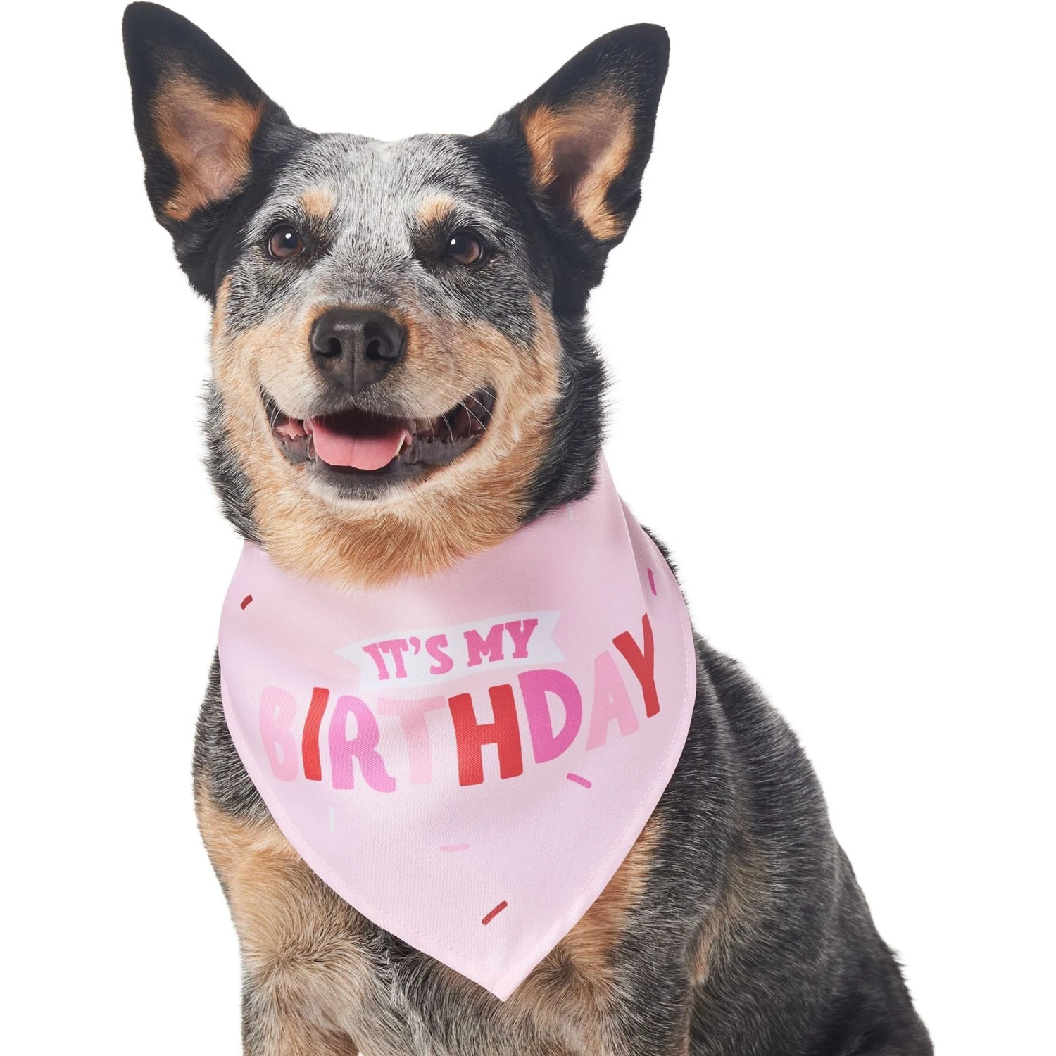 Frisco Dog & Cat Birthday Bandana - Image 4