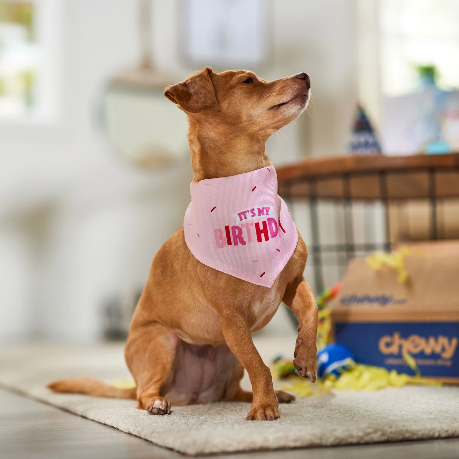 Frisco Dog & Cat Birthday Bandana - Image 6