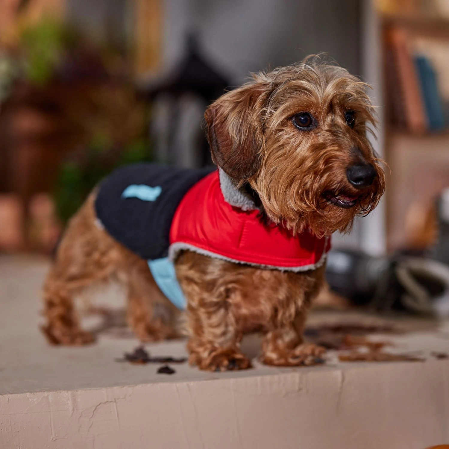 Frisco Medium Weight Retro Colorblock Mixed Media Dog & Cat Coat - Image 8