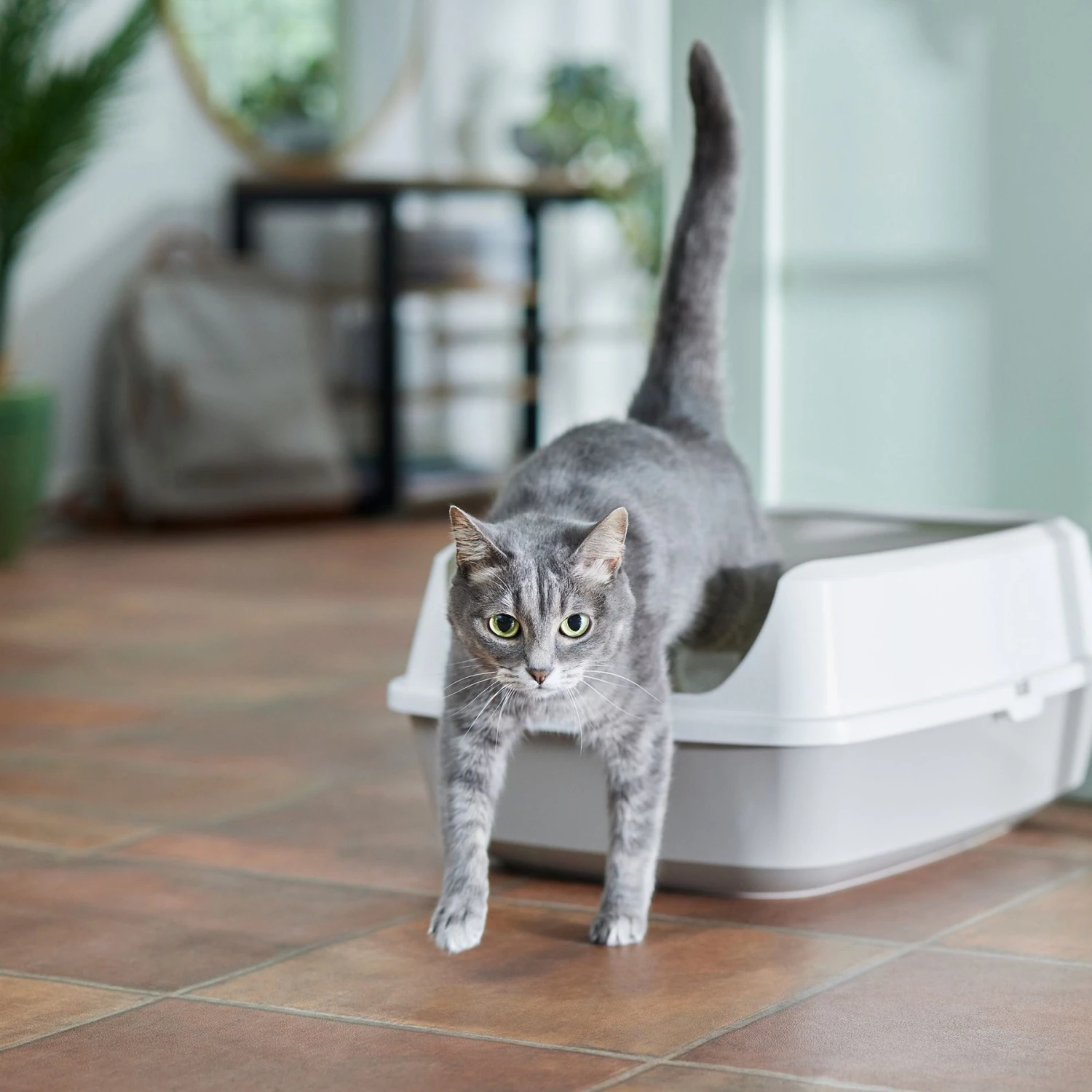 Frisco Open Top Cat Litter Box With Rim, Large & Frisco Plastic Litter Scooper With Caddy - Image 2